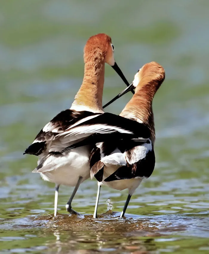 An American Avocet (recurvirostra Americana) Couple