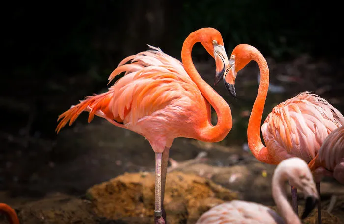 Flamingoes