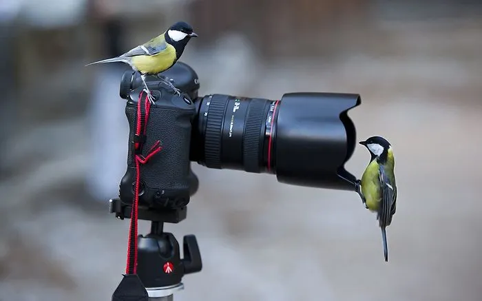 Great Titmouses Like Camera