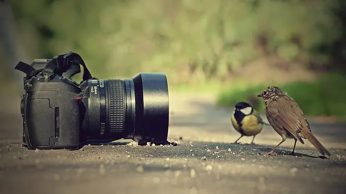 Posing Birds