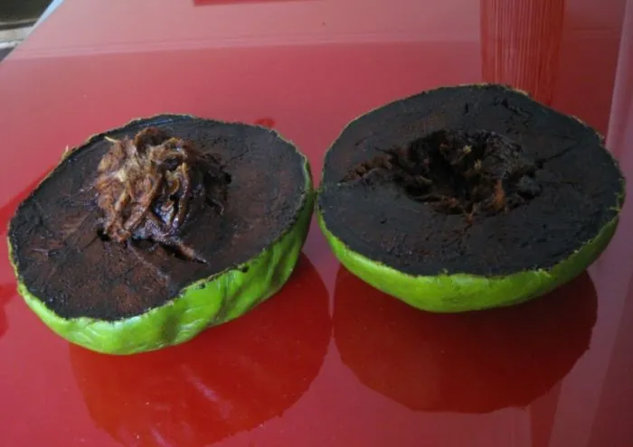 Black Sapote (chocolate Pudding Fruit)