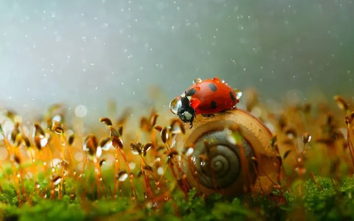 Snail And Lidybird