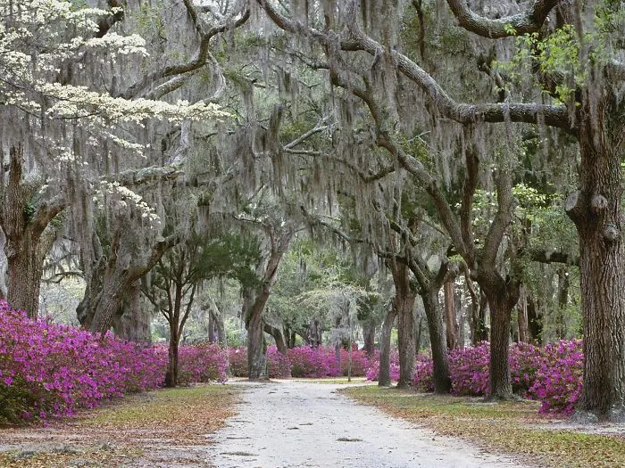 Savannah,ga Usa