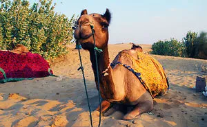 I Made A Trip To India, And That's What I've Seen