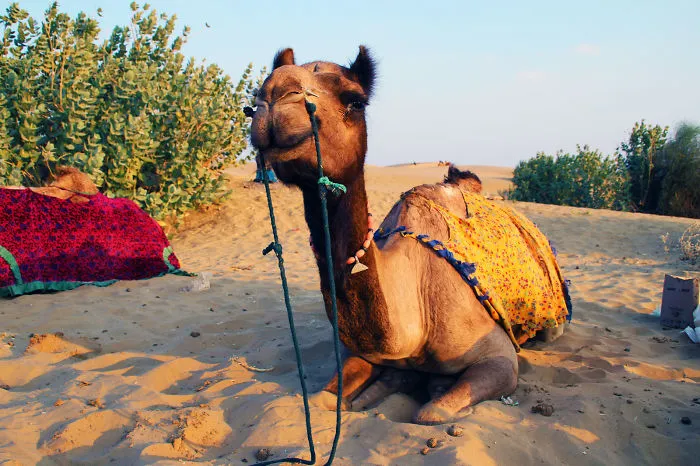 I Made A Trip To India, And That's What I've Seen