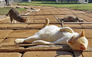 Every Week I Photograph Cats At The Largest No-kill Cat Sanctuary In California (700+ Cats)