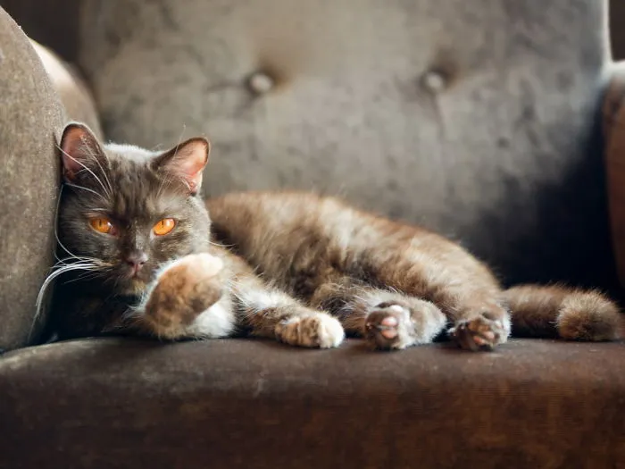 Kitty And His Couch