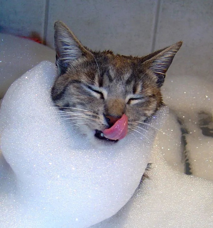 73 Crazy Cats That Actually Love Water