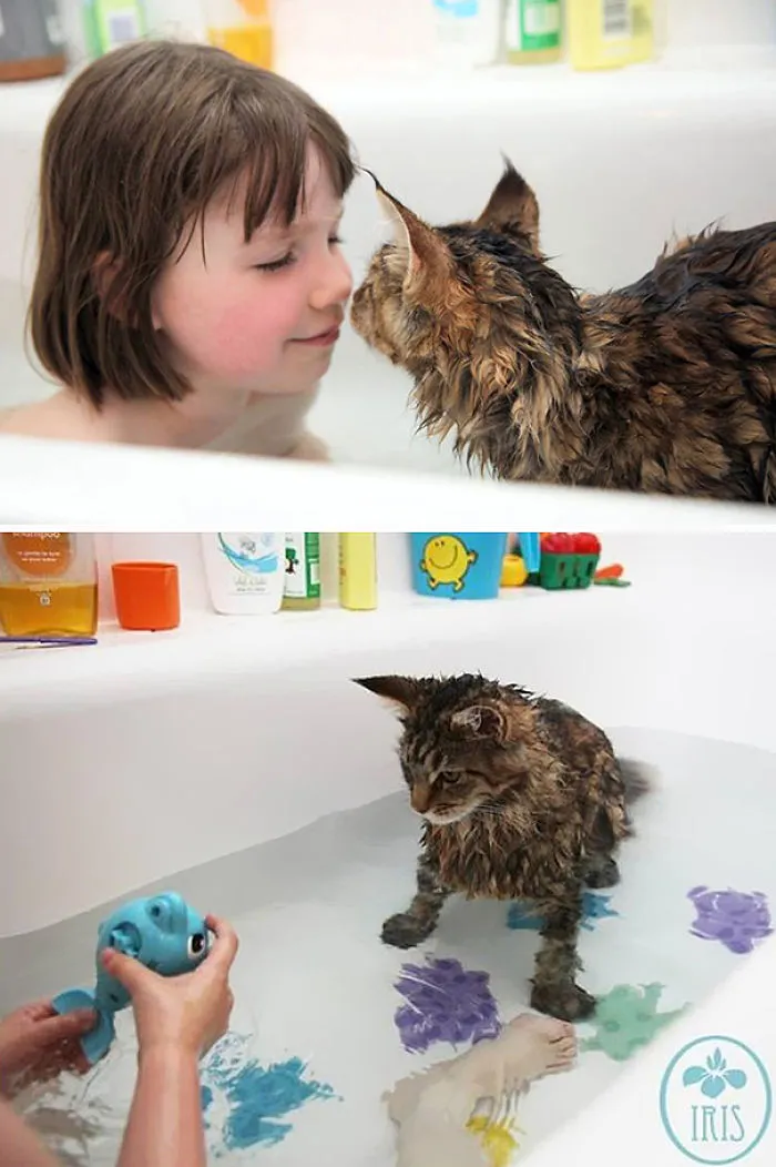 73 Crazy Cats That Actually Love Water