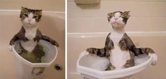 73 Crazy Cats That Actually Love Water