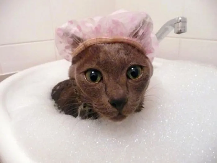 73 Crazy Cats That Actually Love Water