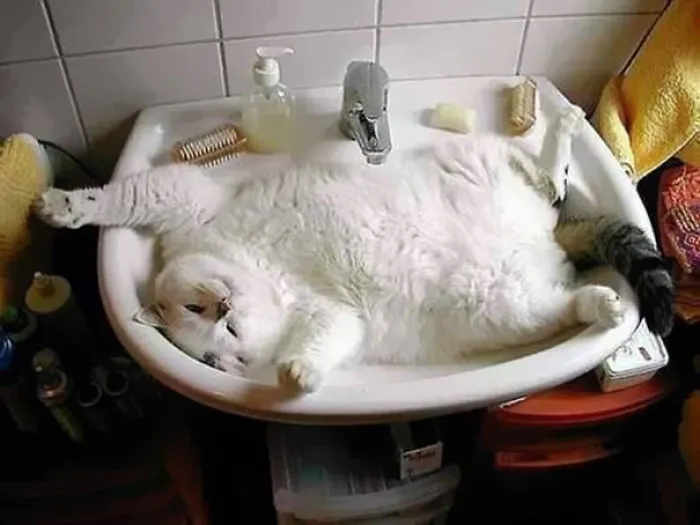 73 Crazy Cats That Actually Love Water