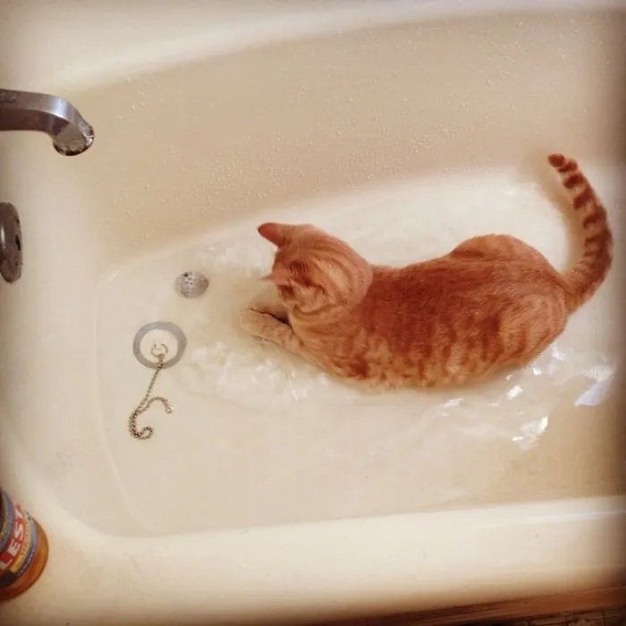 73 Crazy Cats That Actually Love Water
