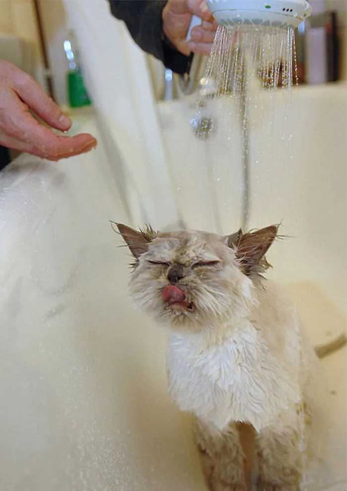 73 Crazy Cats That Actually Love Water
