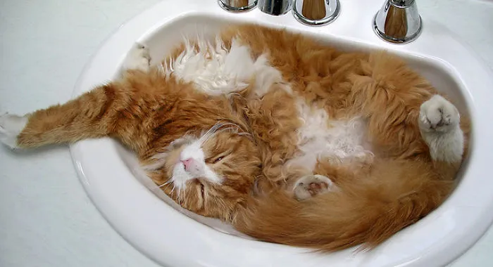 73 Crazy Cats That Actually Love Water