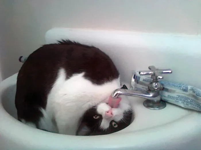 73 Crazy Cats That Actually Love Water
