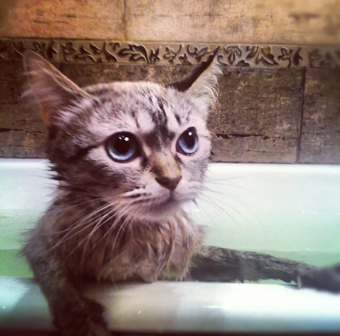 73 Crazy Cats That Actually Love Water