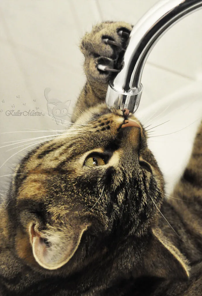 73 Crazy Cats That Actually Love Water