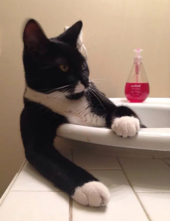 73 Crazy Cats That Actually Love Water
