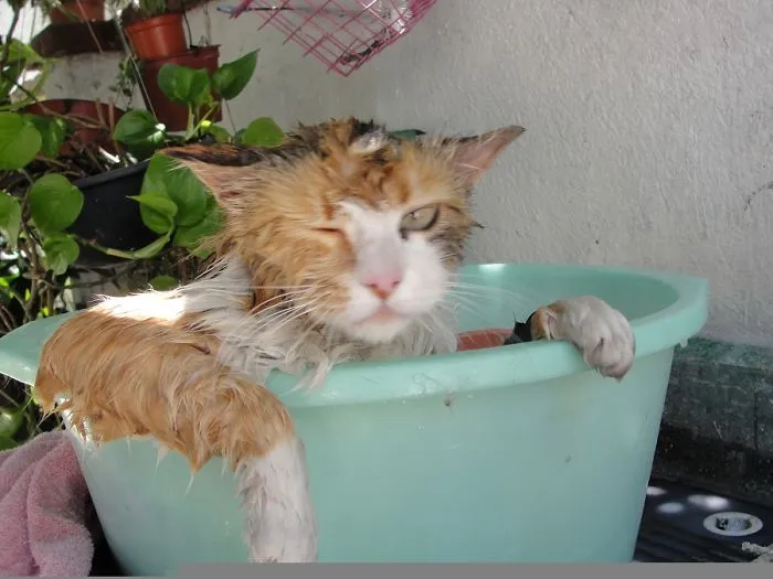 73 Crazy Cats That Actually Love Water