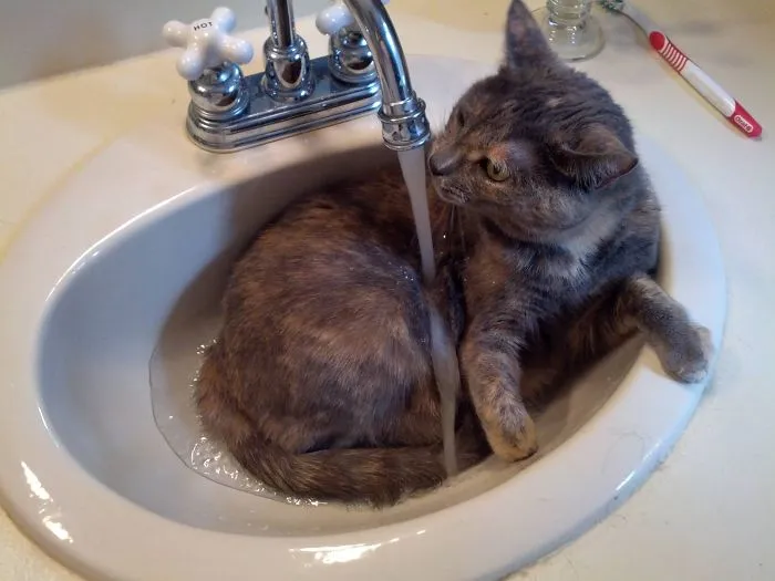 73 Crazy Cats That Actually Love Water