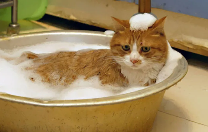 73 Crazy Cats That Actually Love Water