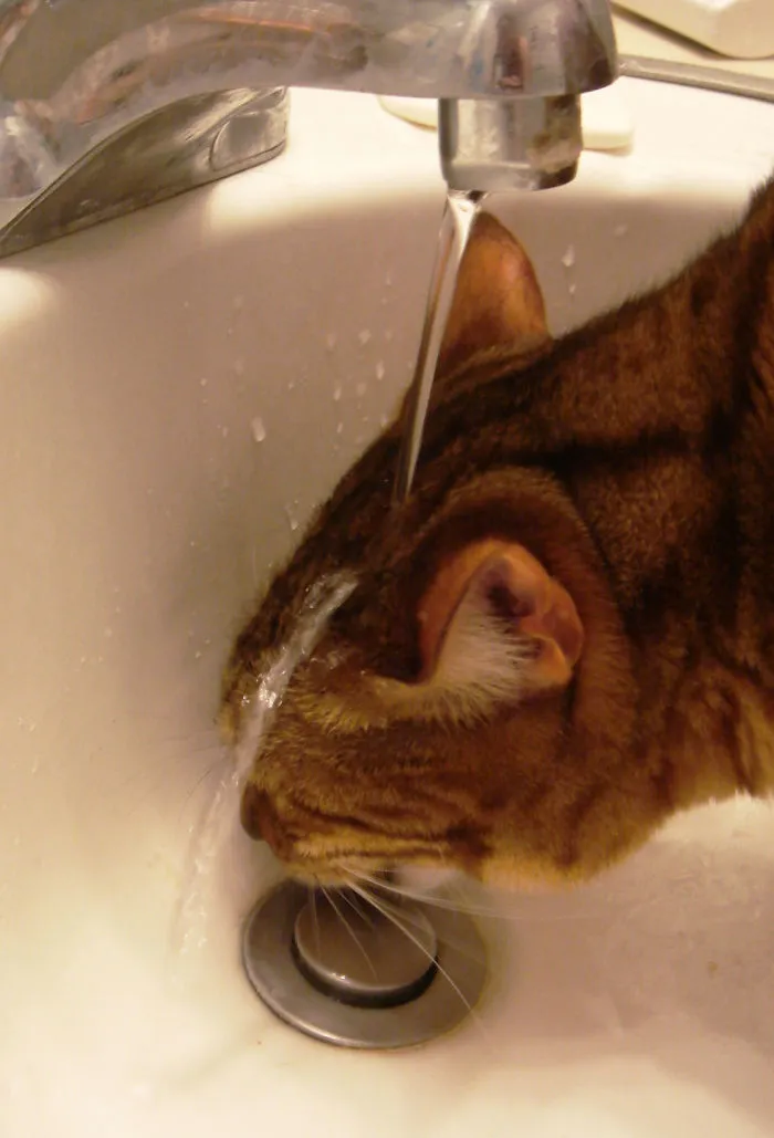 73 Crazy Cats That Actually Love Water