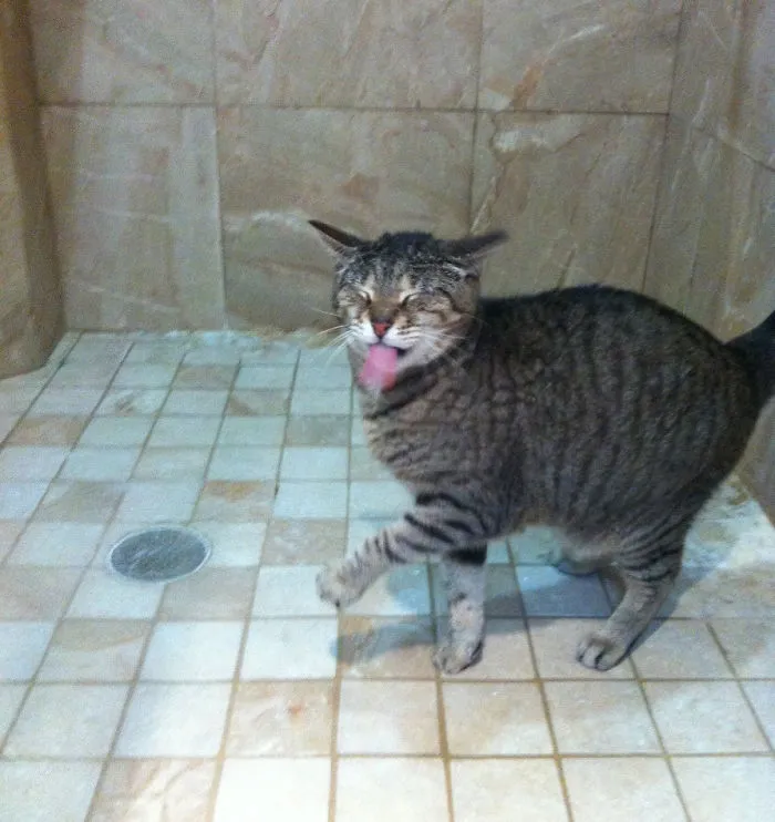 73 Crazy Cats That Actually Love Water