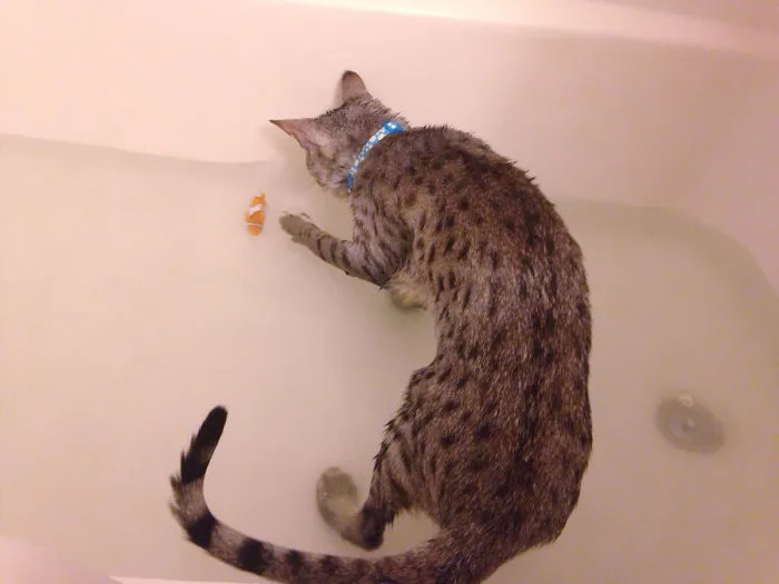73 Crazy Cats That Actually Love Water
