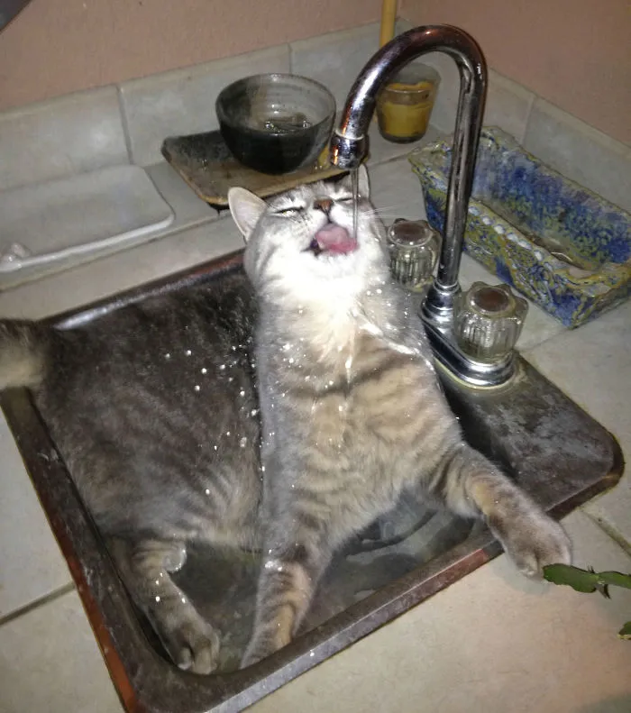 73 Crazy Cats That Actually Love Water
