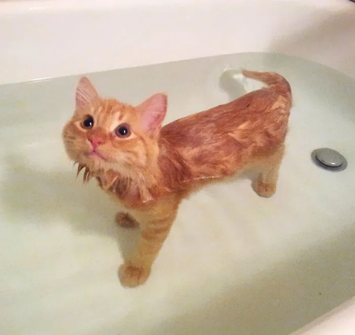 73 Crazy Cats That Actually Love Water