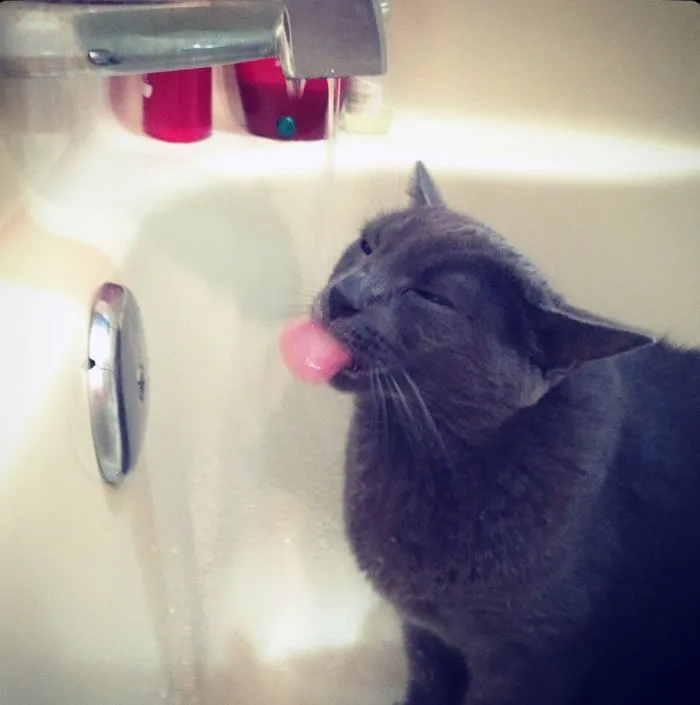 73 Crazy Cats That Actually Love Water