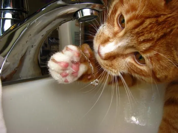 73 Crazy Cats That Actually Love Water