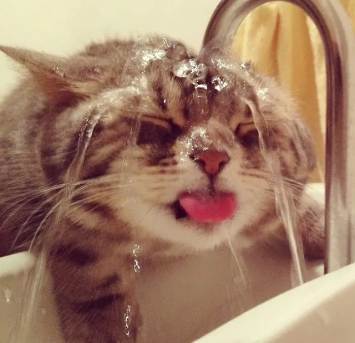 73 Crazy Cats That Actually Love Water