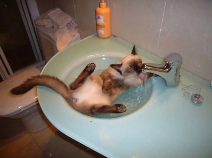 73 Crazy Cats That Actually Love Water
