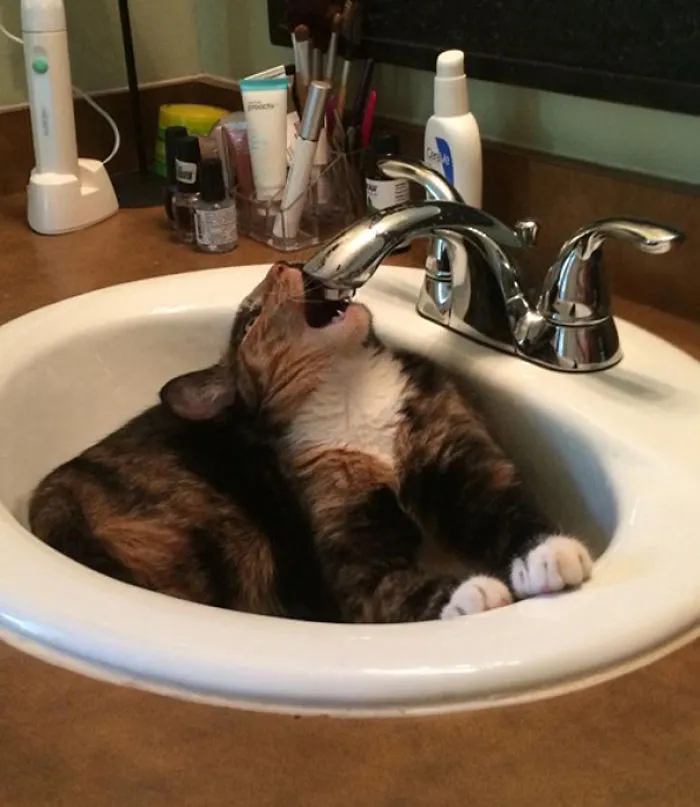 73 Crazy Cats That Actually Love Water