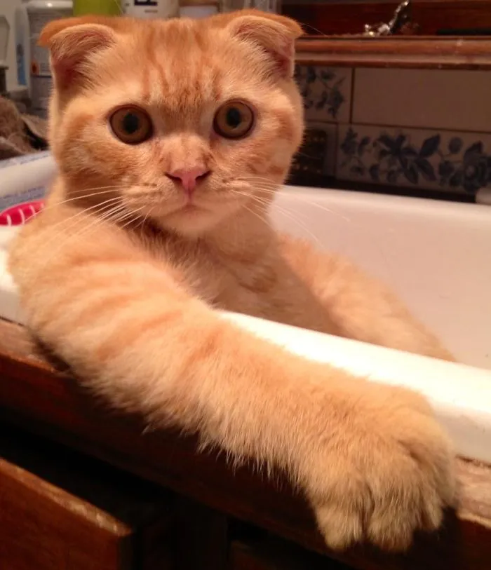 73 Crazy Cats That Actually Love Water