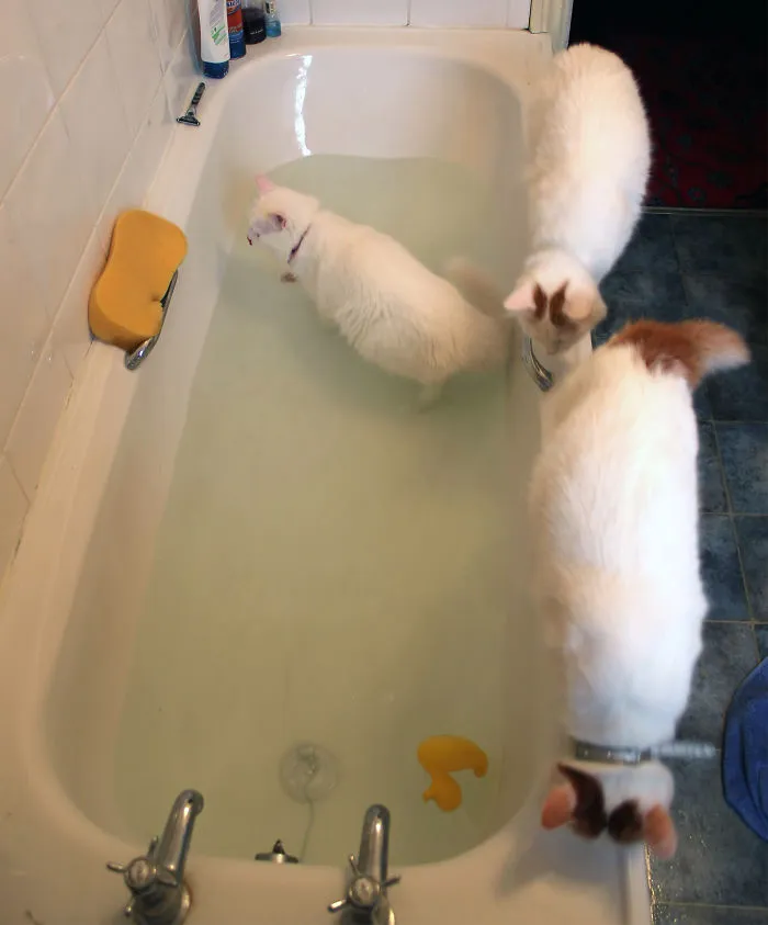 73 Crazy Cats That Actually Love Water
