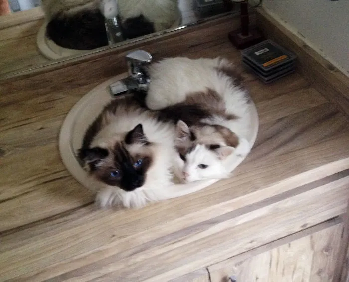 73 Crazy Cats That Actually Love Water