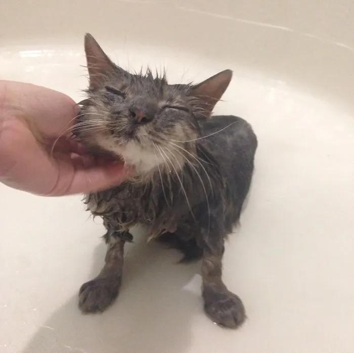 73 Crazy Cats That Actually Love Water