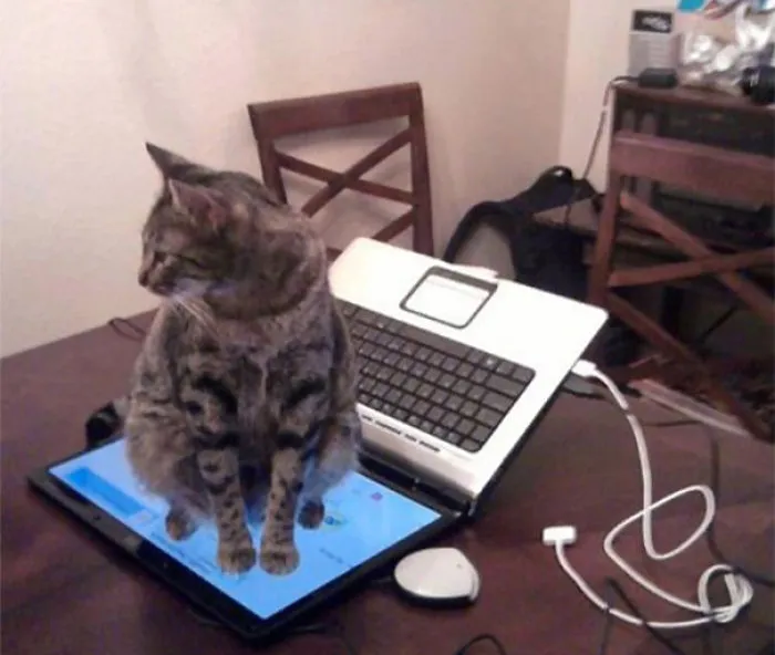 They've Told Me Not To Sit On A Keyboard