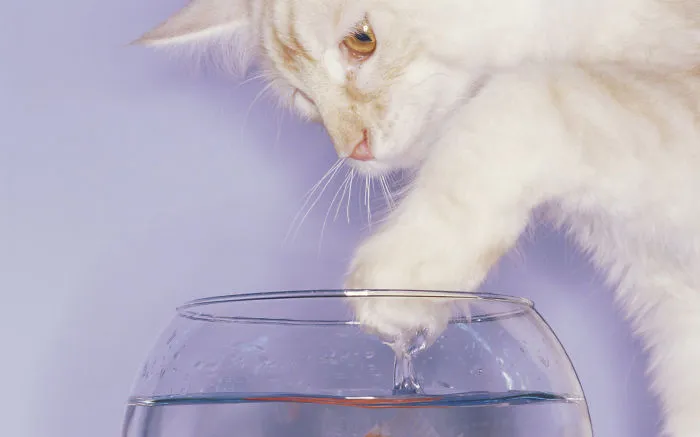 73 Crazy Cats That Actually Love Water