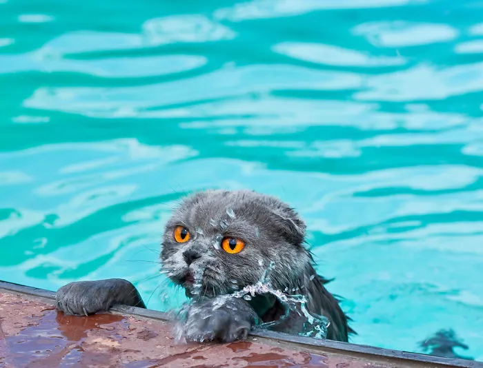 73 Crazy Cats That Actually Love Water