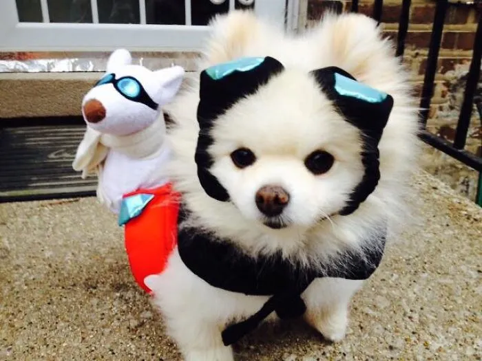 159 Dogs Who Suck At Hide-And-Seek