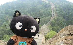 Meet Choco Cat: The Most Well-Traveled Kitty With His Own Passpurr