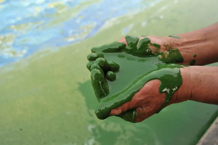 Fisherman Fills His Palms With Water From The Algae-filled Chaohu Lake In Hefei