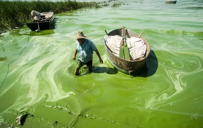 Fisherman Covered In Algae, Chaohu Lake