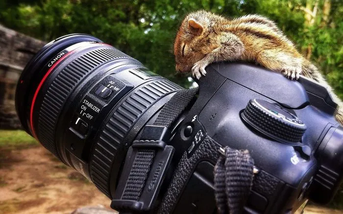 Chipmunk Sleeping On Camera