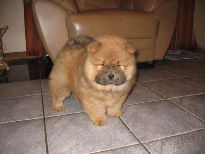 Chow Chow Puppy