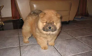 233 Chubby Puppies That Look Like Teddy Bears